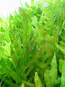 �ߤɤ������